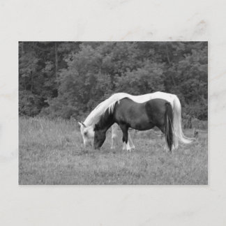 Carte Postale Buddy, s