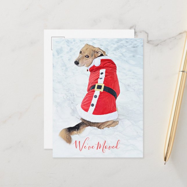 Carte Postale Budget Déplacer Chien De Noël En Mignonne Costume  (Devant/Arrière en situation)