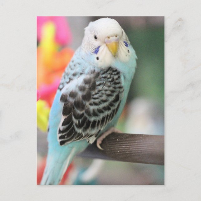 Carte Postale Budgie (Devant)