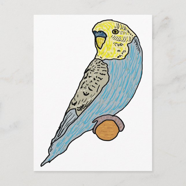 Carte Postale Budgie (Devant)