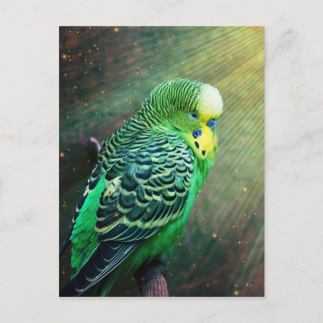 Carte Postale Budgie Bird (Devant)