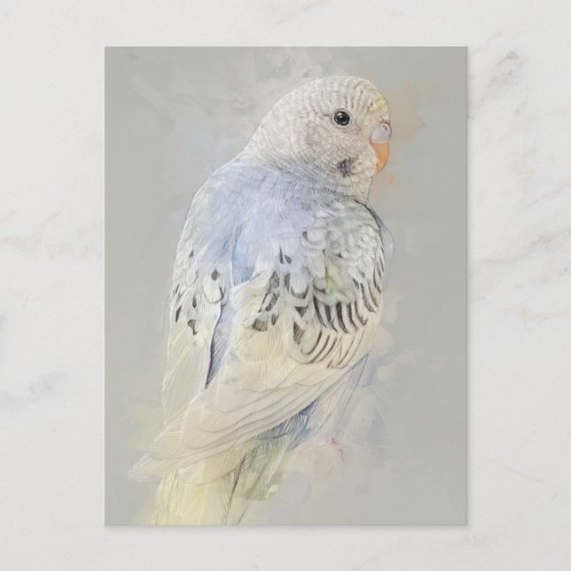 Carte postale Budgies No.7 (Devant)