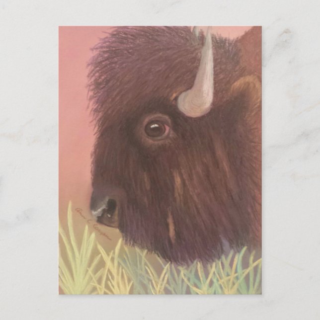 Carte Postale Buffalo (Devant)