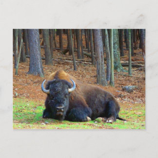 Carte Postale Buffalo