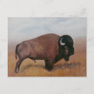 Carte postale Buffalo