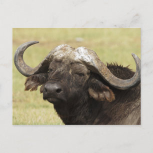 Carte Postale Buffalo africain, caffer de Syncerus, se tenant