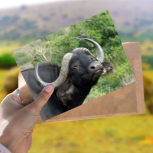 Carte postale Buffalo Grass