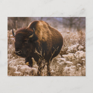 CARTE POSTALE BUFFALO - MINNEOPA STATE PARK - MINNESOTA USA