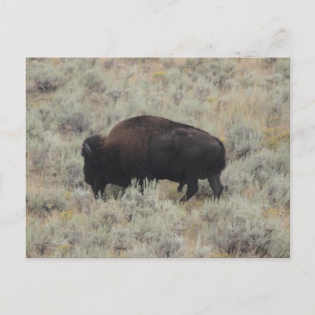 Carte Postale Buffalo, Pâturage, Pierre Jaune, Photographie (Devant)