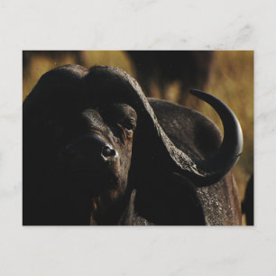 Carte Postale Buffalo - safari grand cinq animal