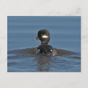 Carte postale Buffer