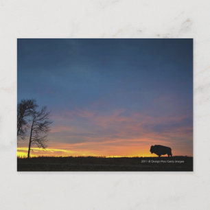 Carte Postale Buffle au coucher du soleil dans le parc national