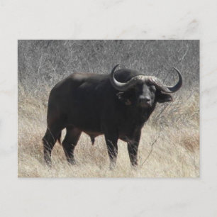 Carte Postale Buffle En Afrique Du Sud