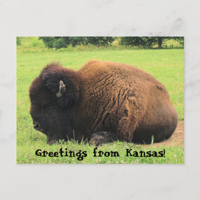 Carte Postale buffle, Salutations du Kansas ! (Devant)