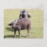 buffles africains