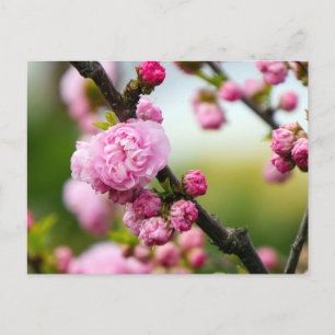 Carte Postale Bufs en fleurs de cerisier rose