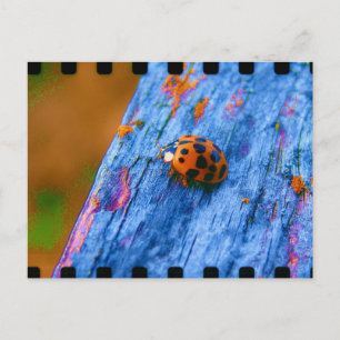 Carte Postale Bug couleur fou