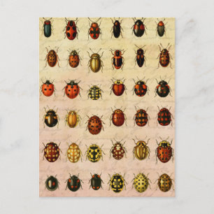 Carte Postale Bug d'insectes coccinelle de coccinelle