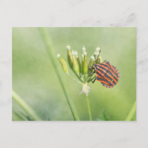 Carte Postale Bug rouge - Une Bouteille supplémentaire ne fait p