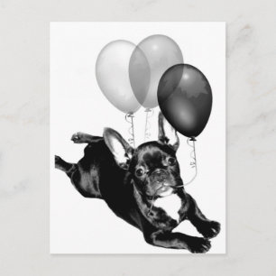 Carte postale Buldog française