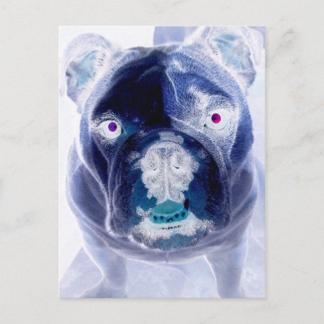 Carte Postale buldog négatif (Devant)