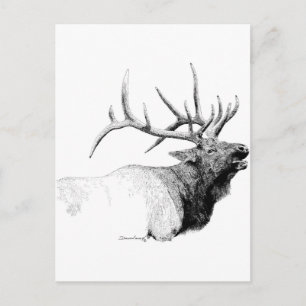 Carte Postale Bull Elk