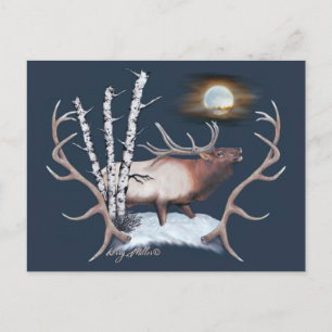 Carte postale Bull Elk