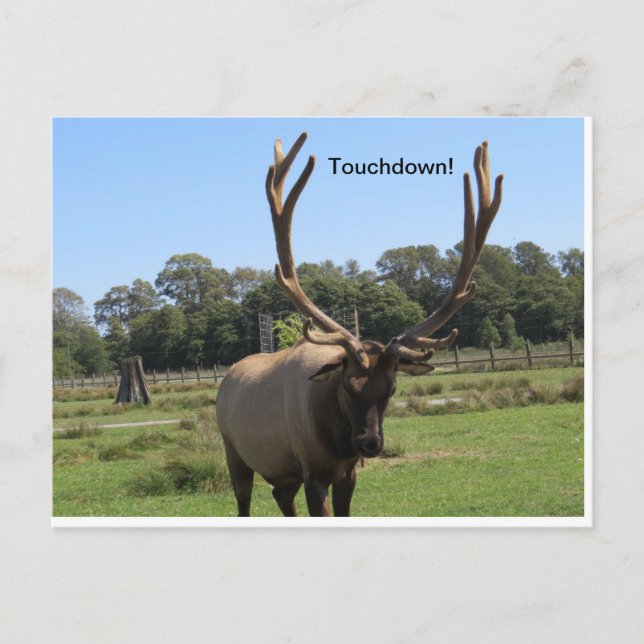 Carte postale Bull Elk Signes "Touchdown" (Devant)