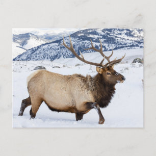 Carte Postale Bull Elk Wyoming