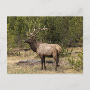 Carte Postale Bull Elk Yellowstone National Park, Wyoming