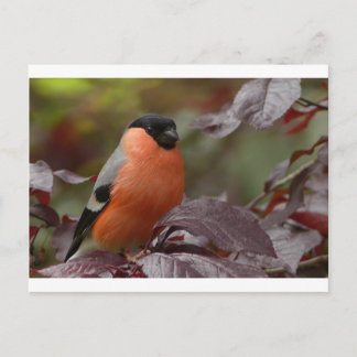Carte Postale Bull Finch