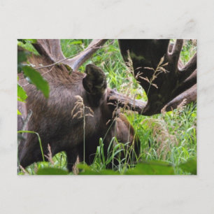 Carte Postale Bull Moose