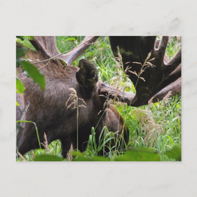 Carte Postale Bull Moose (Devant)