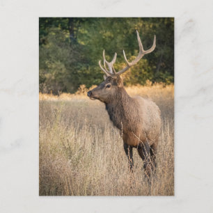 Carte Postale Bull Roosevelt Elk dans l'herbe   État de Washingt