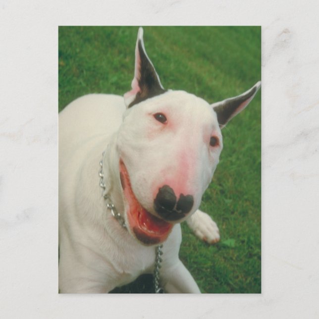 Carte Postale Bull Terrier (Devant)
