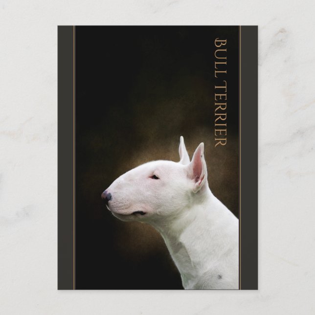 Carte postale Bull Terrier (Devant)