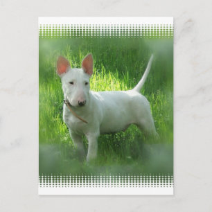 Carte postale Bull Terrier
