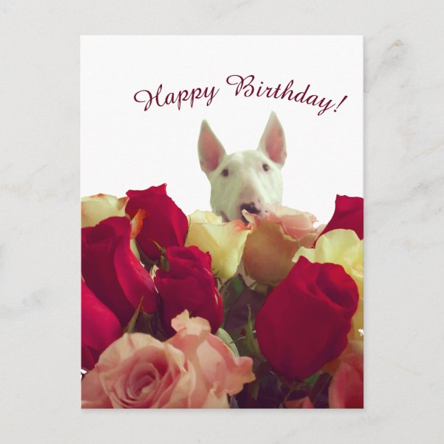 Carte Postale Bull terrier avec des roses - Joyeux Anniversaire  (Devant)