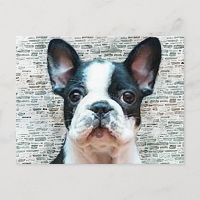 Carte postale Bulldog (Devant)