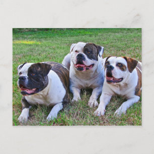 Carte Postale Bulldog américain