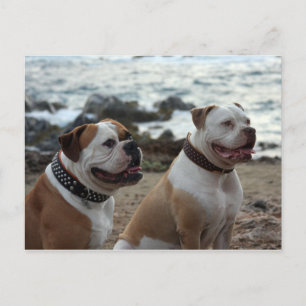 Carte Postale bulldog américain