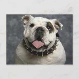 Carte Postale Bulldog anglais