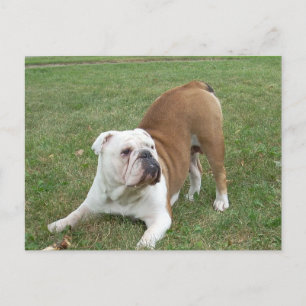 Carte postale Bulldog anglais