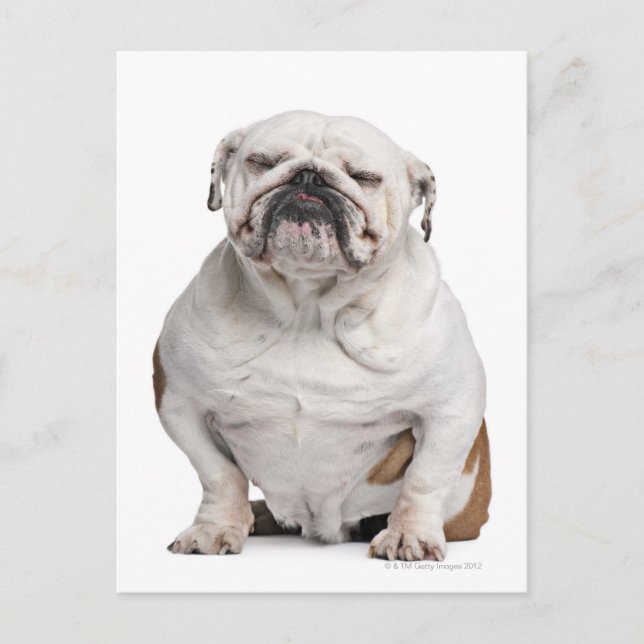 Carte Postale Bulldog anglais, assis (Devant)