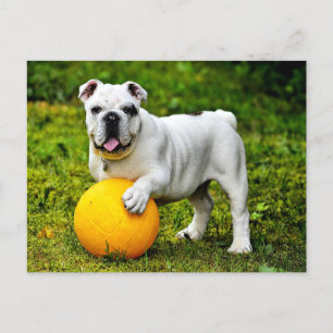 Carte Postale Bulldog anglais avec balle