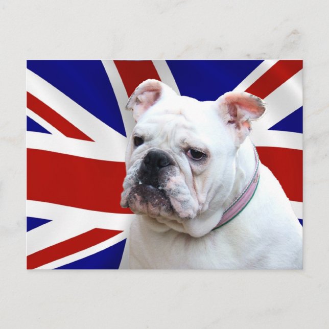 Carte Postale Bulldog britannique (Devant)