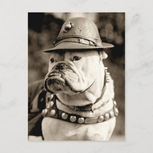 Carte Postale Bulldog en patrouille avec casquette et cape
