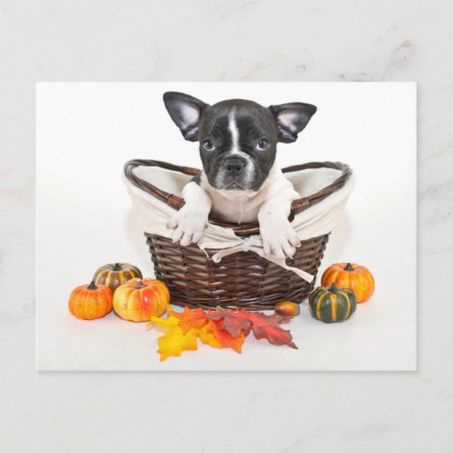 Carte Postale Bulldog français d'automne (Devant)