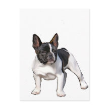 BULLDOG FRANÇAIS NOIR ET BLANC