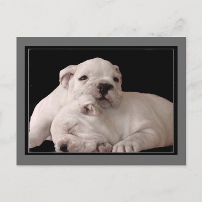 Carte postale Bulldog Puppies (Devant)